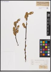 Foto von Salix caprea L.